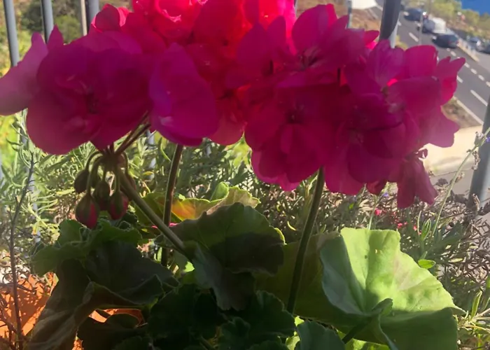 Em Casa Longe De Casa, Tao Bom! * Gaula