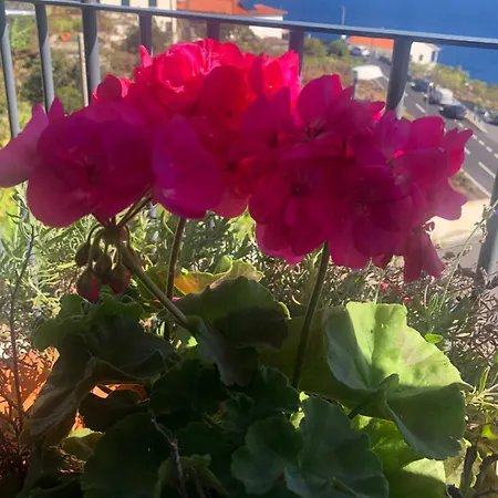 Em Casa Longe De Casa, Tao Bom! * Gaula